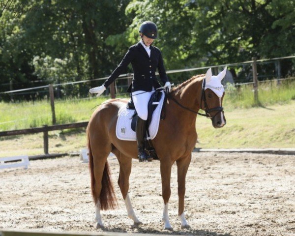 dressage horse Filoula (Hanoverian, 2019, from Finnigan)