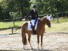 dressage horse Filoula (Hanoverian, 2019, from Finnigan)