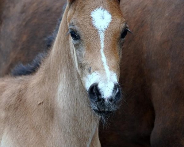 dressage horse A Gemstone (German Riding Pony, 2021, from A kind of Magic 5)