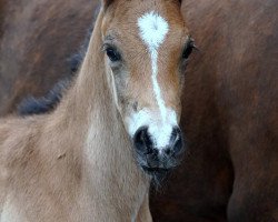 dressage horse A Gemstone (German Riding Pony, 2021, from A kind of Magic 5)