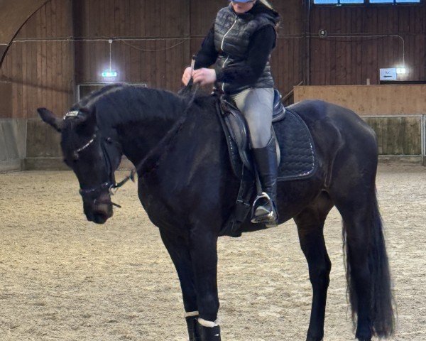 dressage horse Gin Tonic HBE (Westphalian, 2014, from Ganymedes M)
