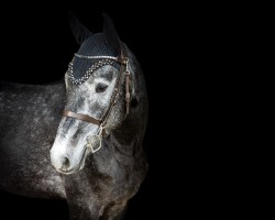 jumper Alaba's Acento V (Hanoverian, 2020, from Alaba 2)