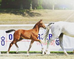 jumper Easy JE (Oldenburg show jumper, 2021, from Eldorado vd Zeshoek Tn)