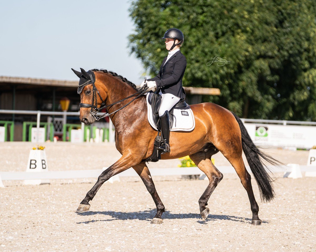 dressage horse Mark Aurel (Rhinelander, 2016, from Morricone)