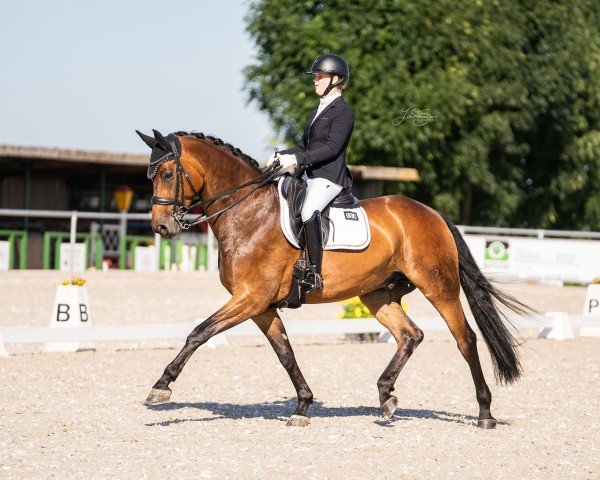 dressage horse Mark Aurel (Rhinelander, 2016, from Morricone)