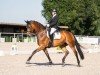 dressage horse Mark Aurel (Rhinelander, 2016, from Morricone)