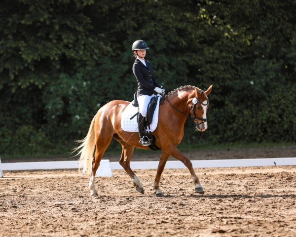 dressage horse Golden Gladys 3 (German Riding Pony, 2019, from Genscher)