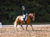 Dressurpferd Golden Gladys 3 (Deutsches Reitpony, 2019, von Genscher)