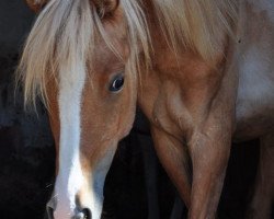 Dressurpferd Duke of Elegance (Deutsches Reitpony, 2020, von Dimension AT NRW)