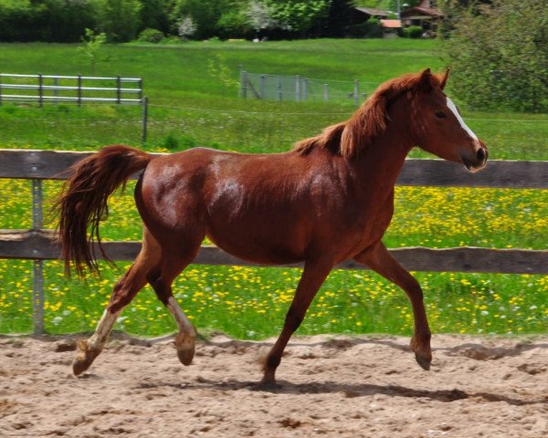 broodmare After Passion (German Riding Pony, 2019, from Magic Friday B WE)
