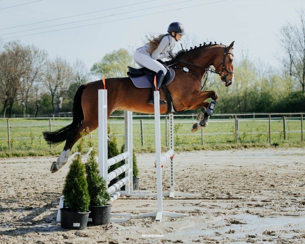 jumper G-Force One (Hanoverian, 2020, from Gentleman FRH)