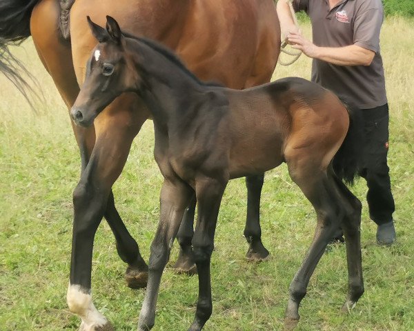 Springpferd Tribeca (Oldenburger Springpferd, 2021, von Hickstead White)