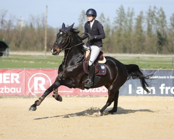jumper Cafe's Levke (Oldenburg show jumper, 2016, from Cafe au lait 2)