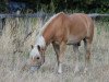 dressage horse Neolisto (Haflinger, 2010, from New Age)