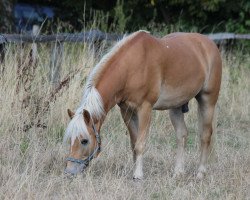 dressage horse Neolisto (Haflinger, 2010, from New Age)