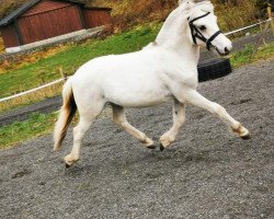 horse Hjortlands Snøprins (Fjord Horse, 2020, from Fleslands Fønix)