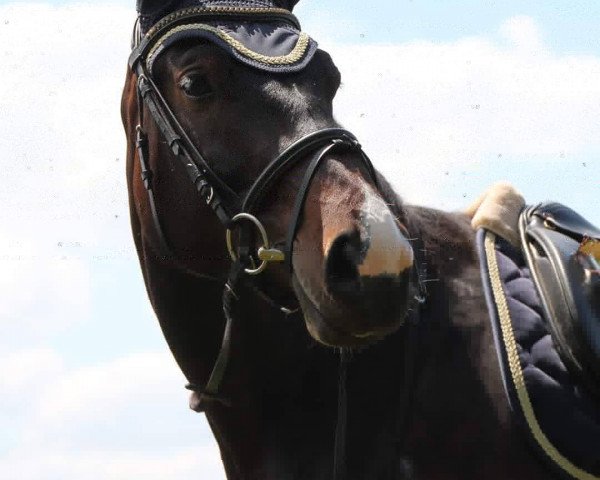 dressage horse Emily 190 (Rottaler horse, 2014, from Miro)