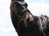 dressage horse Emily 190 (Rottaler horse, 2014, from Miro)