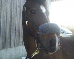 Pferd Solid Pebbles (Welsh-Cob (Sek. D), 1998, von Hewid Lyn)