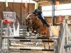 jumper Finn 155 (Pony without race description, 2014)