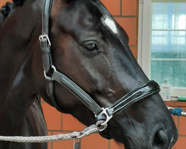 dressage horse Desideria 24 (Hanoverian, 2019, from Dancier Gold FRH)
