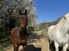 horse Zan Diego Bar (Quarter Horse, 2004, from Tl Zan Freckles Bar)