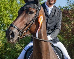 dressage horse Zaphira 23 (Hanoverian, 2014, from Zack)