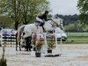 jumper Halston Cuthbert (Irish Sport Horse, 2010, from Dunlewey Goshawk)