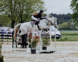 jumper Halston Cuthbert (Irish Sport Horse, 2010, from Dunlewey Goshawk)