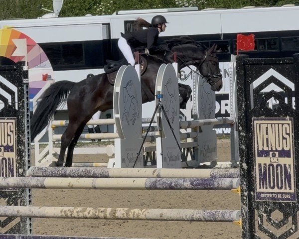 jumper Diavolo Contender (Hungarian Warmblood, 2017)