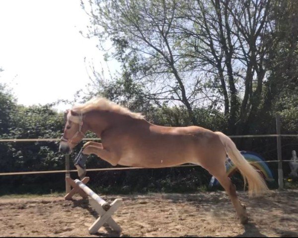 dressage horse Mika (Haflinger, 2014, from Alphonso)