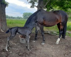 Springpferd Diadem Noir (Hannoveraner, 2021, von Diro 9)