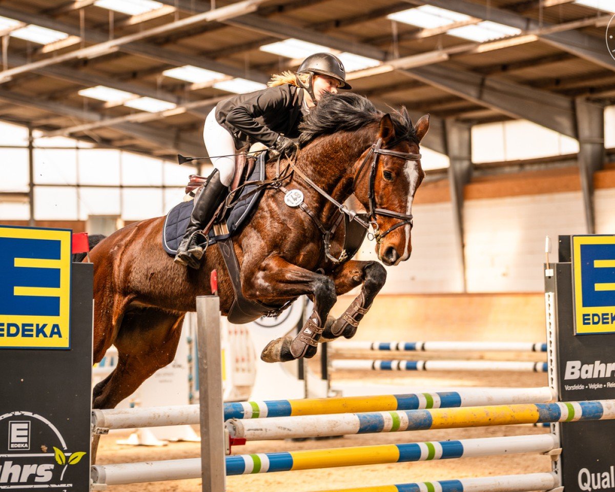 jumper Hailey 28 (German Sport Horse, 2018, from VDL Harley)