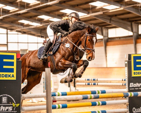 jumper Hailey 28 (German Sport Horse, 2018, from VDL Harley)