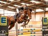 jumper Hailey 28 (German Sport Horse, 2018, from VDL Harley)