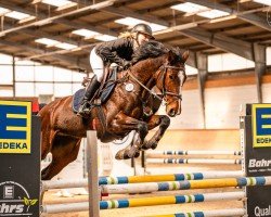 jumper Hailey 28 (German Sport Horse, 2018, from VDL Harley)