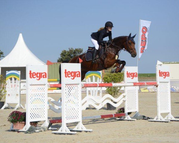 broodmare Daisy Dee Pj (Hanoverian, 2015, from Diarado)
