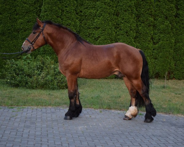 Pferd Bruno (Rheinisch-Deutsches Kaltblut, 2019)