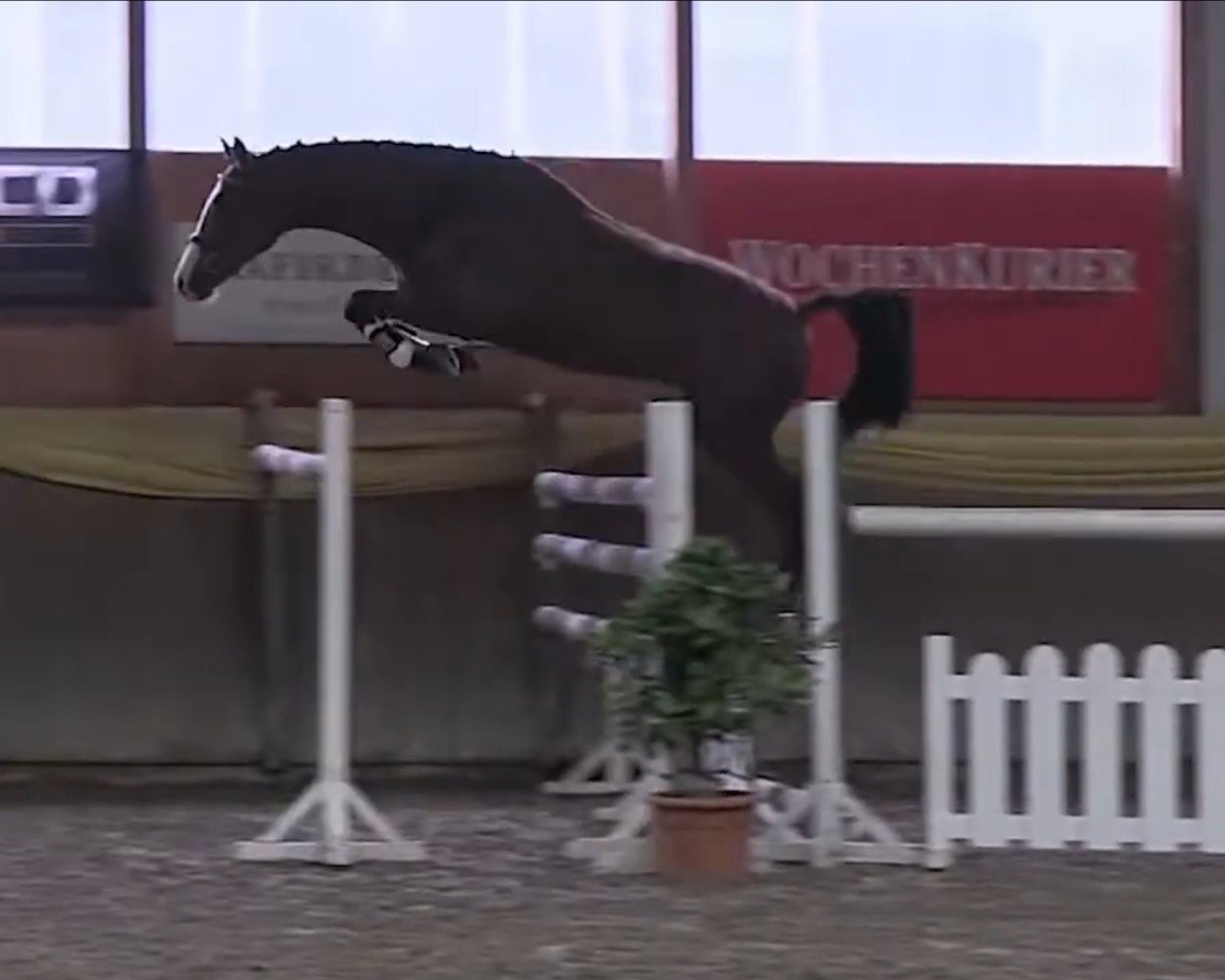 stallion Kasimir 184 (German Sport Horse, 2011, from Cass-Quidam)
