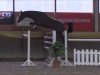 stallion Kasimir 184 (German Sport Horse, 2011, from Cass-Quidam)