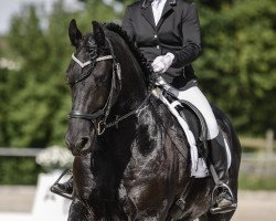 dressage horse Lukas 1079 (Friese, 2009, from Jasper 336 P)