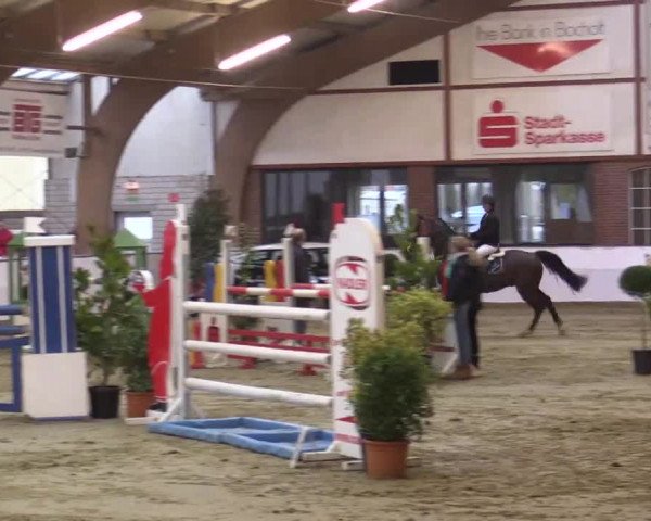 Hallenspringturnier Barlo Bocholt 2014