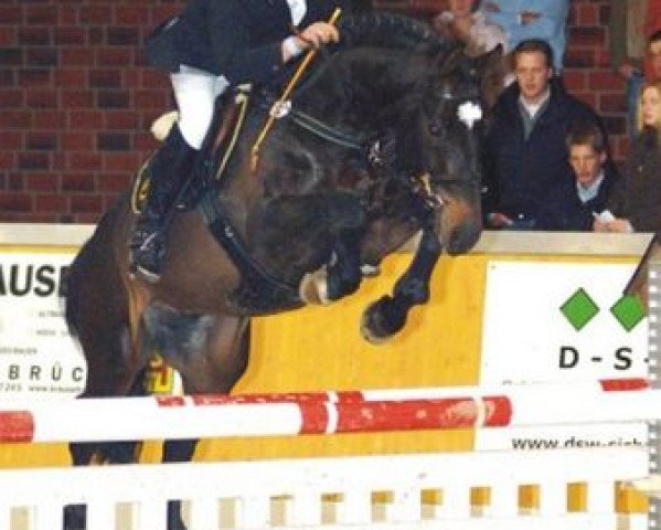 stallion Call him top (Hanoverian, 1996, from Caletto I)