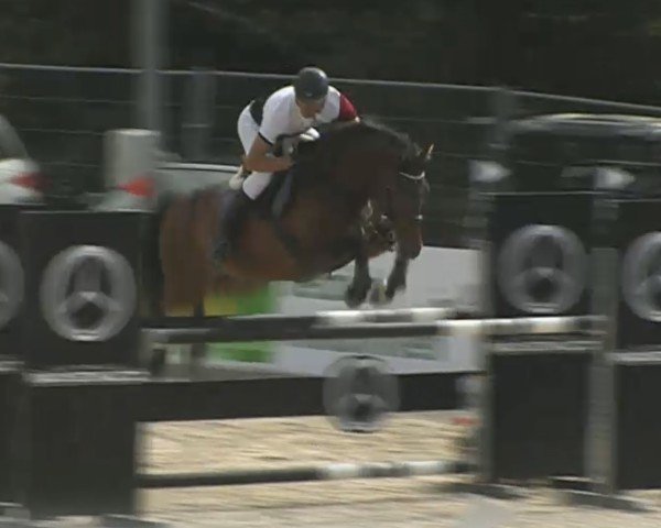 Springpferd Chuck 23 (Zweibrücker, 2006, von Calando V)