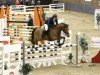 Springpferd Camprinus (Zweibrücker, 2007, von Calando V)
