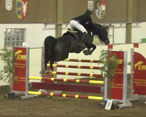 jumper Queensberry (Oldenburg show jumper, 2005, from Quidam's Rubin)