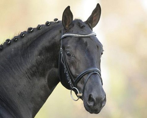 horse Swarovski (Oldenburg, 2004, from Sandro Hit)