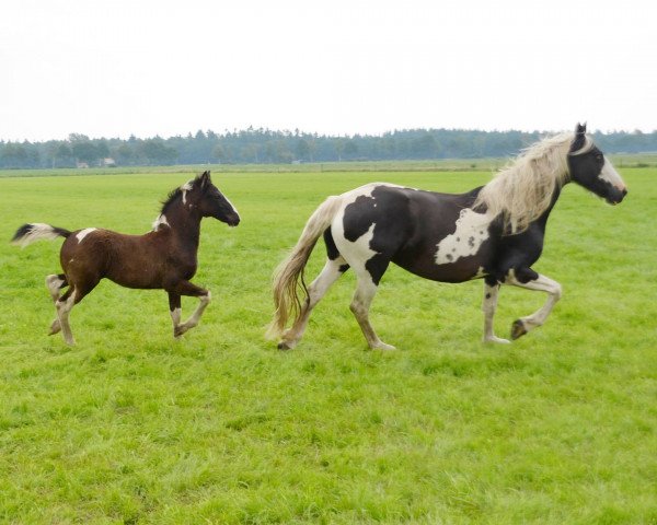 broodmare Husky (Pinto,  , from Bart BP07)