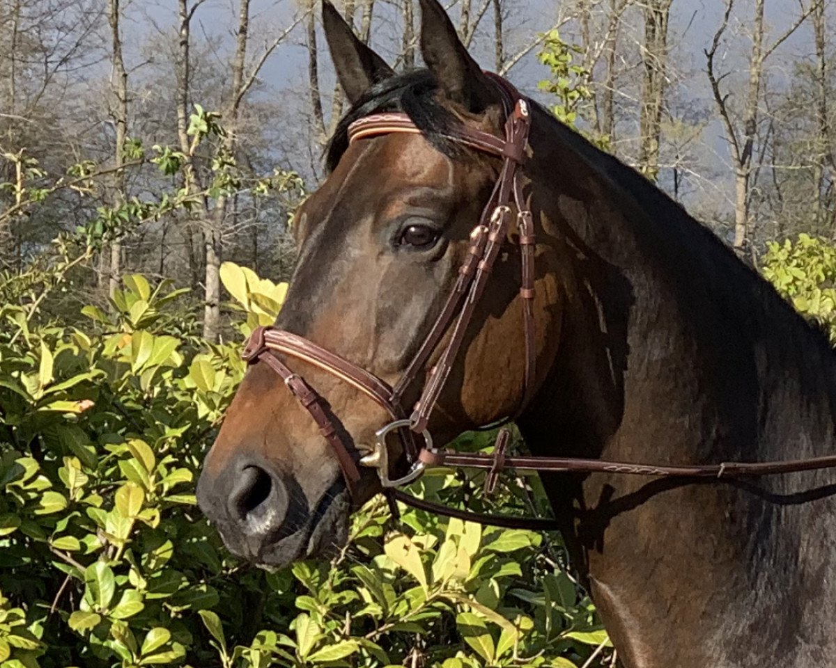 jumper Amigo 1862 (Oldenburg, 2015, from Abendtanz)