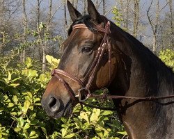 jumper Amigo 1862 (Oldenburg, 2015, from Abendtanz)